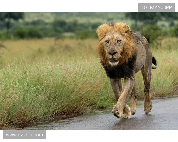 非洲雄狮崛起：揭示大草原背后的王者崛起与生态变革
